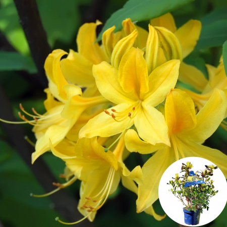 Rhododendron - Rhododendron - Galeben 40cm+