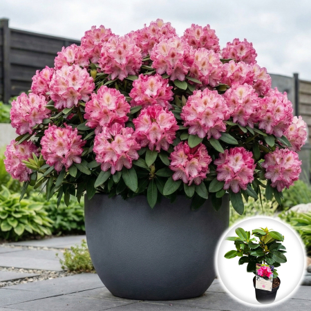 Rhododendron - rhododendron-germania-arbust-roz-pepiniera-sibiu