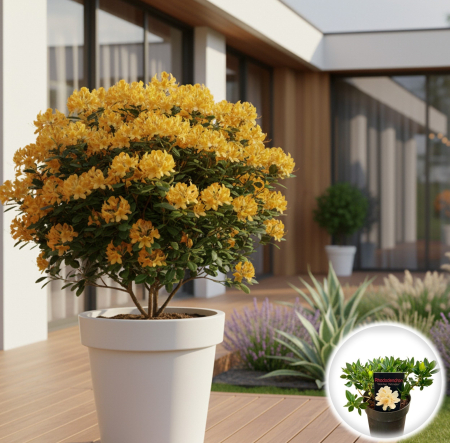 Rhododendron - Rhododendron - Golden Wonder - 30cm