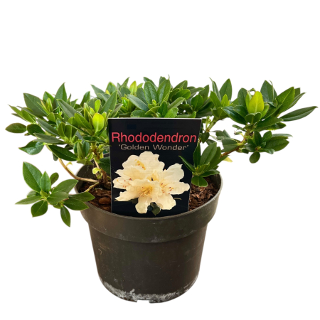 Rhododendron - Golden Wonder - 30cm [1]