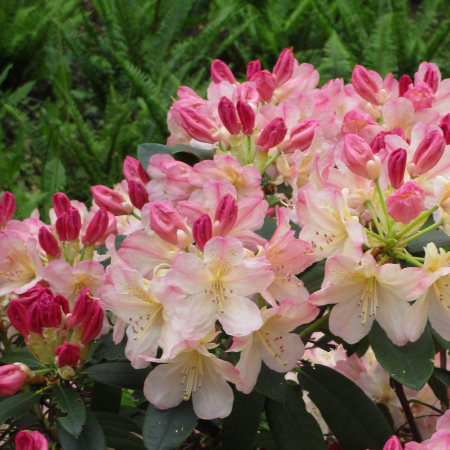 Rhododendron Percy Wiseman - 5L [1]