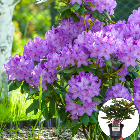 rhododendron-catawbiense-grandiflorum-mov-pepiniera-sibiu [1]