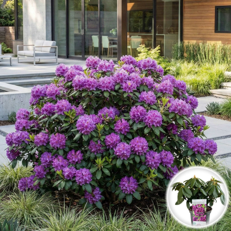 Rhododendron - rhododendron-catawbiense-grandiflorum-mov-pepiniera-sibiu