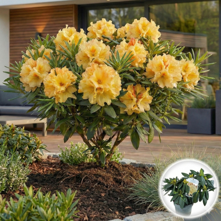 Rhododendron - Rhododendron Nancy Evans Flori Galbene Boboci Portocalii Pepiniera Sibiu