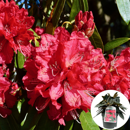 Rhododendron - Rhododendron Volblut - 5L