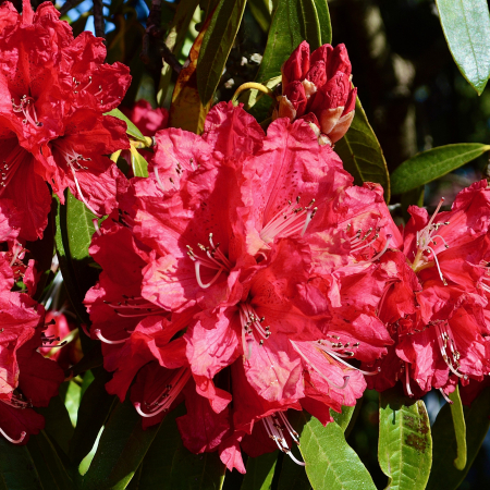 Rhododendron Volblut - 5L [1]