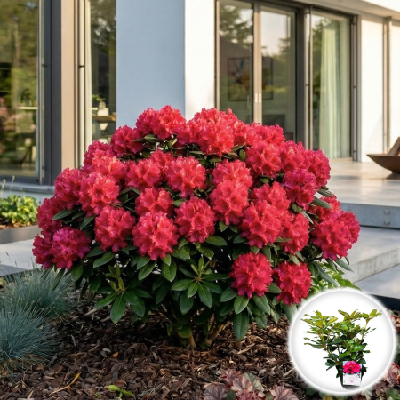 Rhododendron - rhododendron-lord-roberts-pepiniera-sibiu-45cm-cod-produs