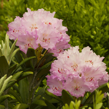 Rhododendron Caroline Albrook - 5L [1]