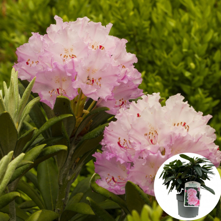 Rhododendron - Rhododendron Caroline Albrook - 5L