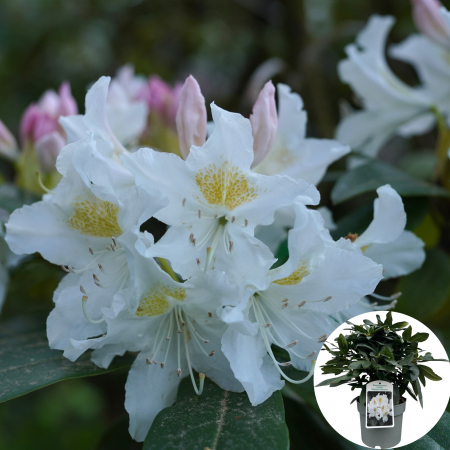 Rhododendron - Rhododendron Madame Masson - 5L