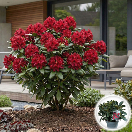 Rhododendron - Rhododendron Wilgens Ruby Flori Rosii Rubin Arbust Persistent Pepiniera Sibiu