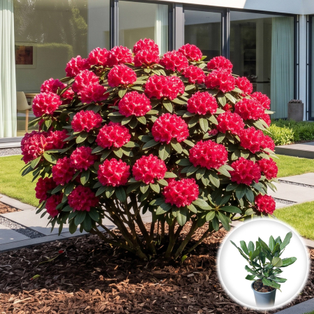 Rhododendron - rhododendron-nova-zembla-rosu-arbust-acidofil-pepiniera-sibiu