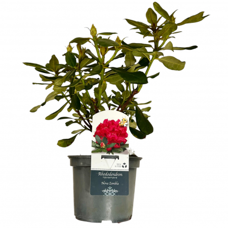 rhododendron-nova-zembla-rosu-arbust-acidofil-pepiniera-sibiu [2]