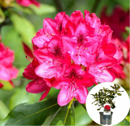 rhododendron-nova-zembla-rosu-arbust-acidofil-pepiniera-sibiu [1]