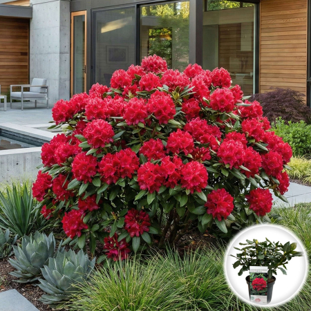 Rhododendron - rhododendron-nova-zembla-rosu-arbust-acidofil-pepiniera-sibiu