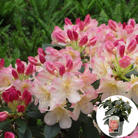Rhododendron - Rhododendron Percy Wiseman - 5L