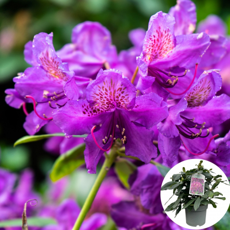 Rhododendron Marcel Menard - 5L [1]
