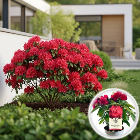Rhododendron - Rhododendron Red Jack - 5L