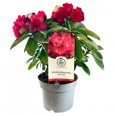 Rhododendron Red Jack - 5L [1]