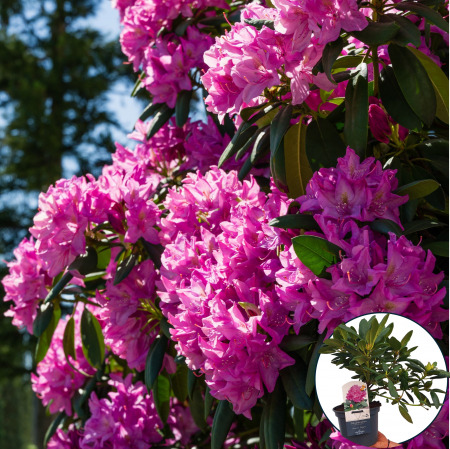 Rhododendron - Rhododendron Roseum Elegans 30-50cm (C3)