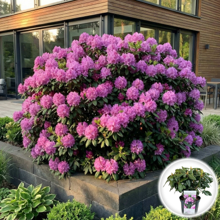 Rhododendron - rododendron-roseum-elegans-roz-pepiniera-sibiu