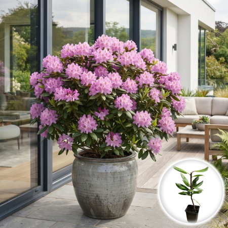Rhododendron - rododendron-roseum-elegans-roz-pepiniera-sibiu