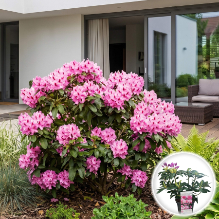 Rhododendron - rhododendron-furnivalls-daughter-rododendron-roz-pepiniera-sibiu