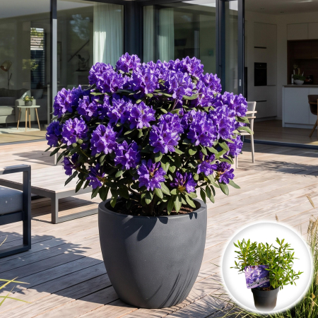 Rhododendron - rhododendron-night-sky-arbust-pitic-albastru-violet-pepiniera-sibiu