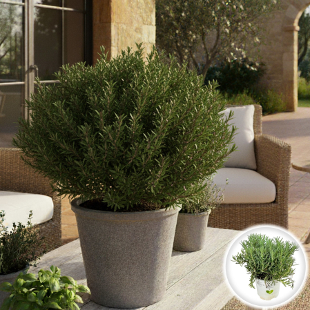 Plante aromatice - Rozmarin - Mini