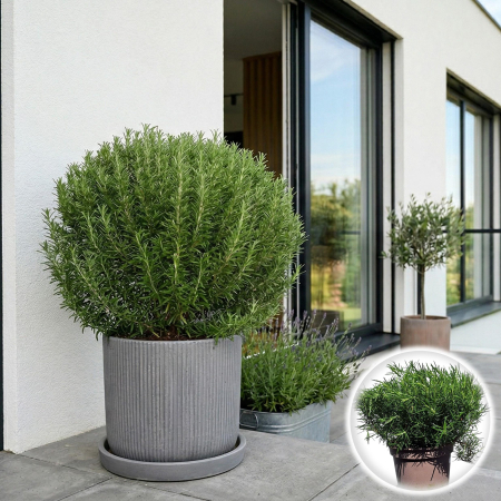 Rozmarin - Rozmarin Rosmarinus officinalis planta aromatica tufă ghiveci Pepiniera Sibiu