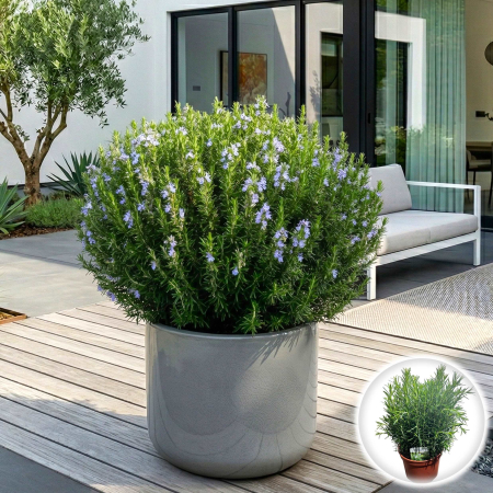 Rozmarin - Rozmarin Rosmarinus officinalis planta aromatica tufă ghiveci Pepiniera Sibiu