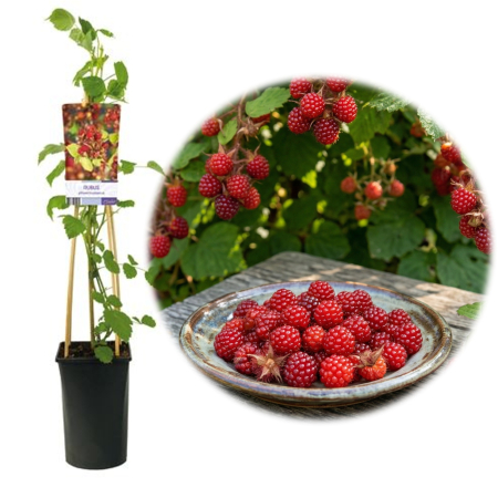Fructifere - rubus-phoenicolasius-zmeur-japonez-pepiniera-sibiu