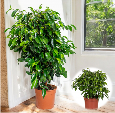 Ficus Benjamina - Kinky - 30cm [2]