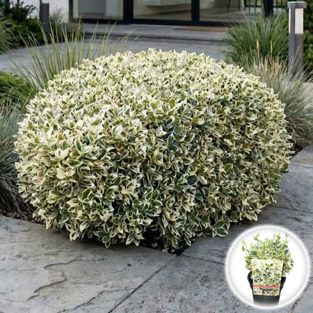 Euonymus - euonymus-fortunei-dans-delight-pepiniera-sibiu-arbust-variegat