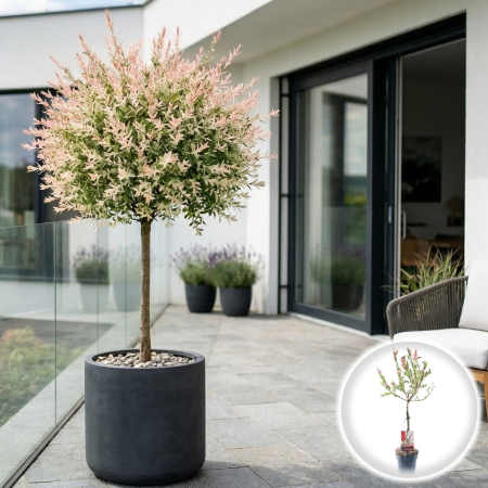 Salcie - Salcie Japoneza Hakuro Nishiki altoita pe picior 80cm ghiveci Pepiniera Sibiu