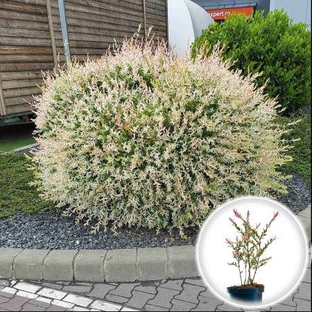 Plante Decorative - SALCIE Hakuro Nishiki 30-40cm