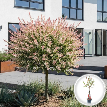 Salcie - Salcie Japoneza Hakuro Nishiki Picior 120cm Ghiveci Pepiniera Sibiu