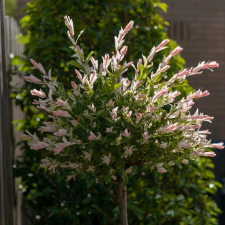 Plante Decorative - SALCIE Hakuro Nishiki - Picior 110cm