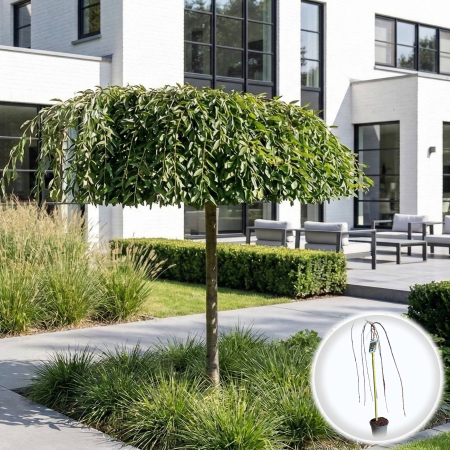 Salcie - salcie-caprea-pendula-kilmarnock-matisori-pepiniera-sibiu