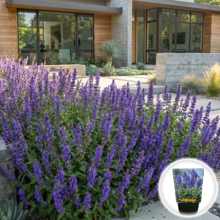 Flori Gradina si Balcon - salvia-nemorosa-blue-marvel-albastra-perena-pepiniera-sibiu