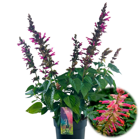 Flori Gradina si Balcon - Salvia Flamingo 50cm+ - 5L