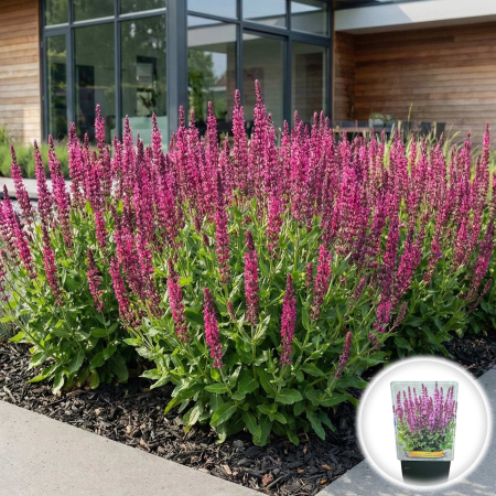 Flori Gradina si Balcon - salvia-nemorosa-sensation-deep-rose-roz-perena-pepiniera-sibiu