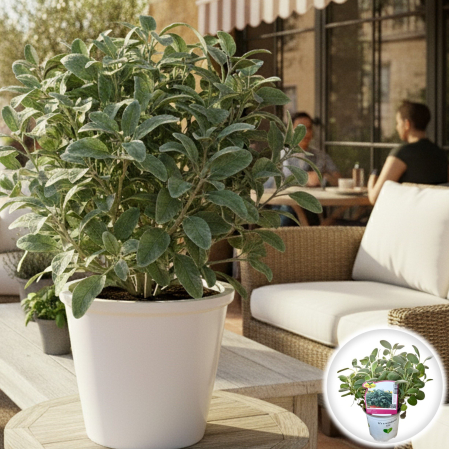 Plante aromatice - Salvia Maxima - 20cm+
