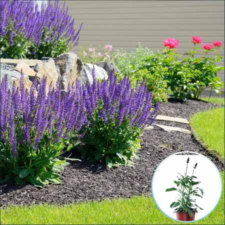 Flori Gradina si Balcon - Salvia Mystic - Maritima (P12)