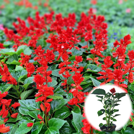 Flori Gradina si Balcon - Salvia Rosie (P9)