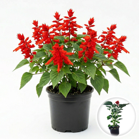 Flori Gradina si Balcon - Salvia splendens Flamex 2000 salvie rosie flori bordura ghiveci Pepiniera Sibiu