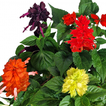 Flori Gradina si Balcon - Pachet 4 Salvia (P9)