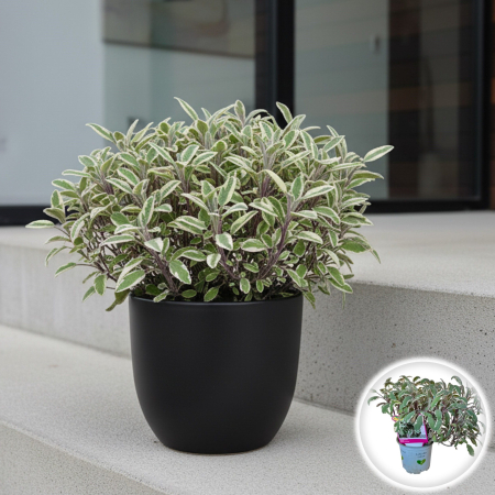 Plante aromatice - Salvia Tricolore - 25cm+