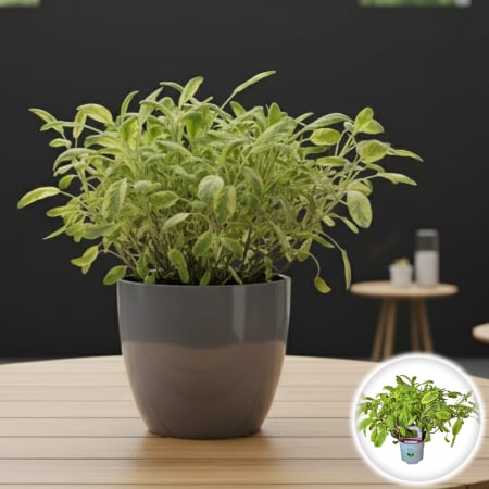 Plante aromatice - Salvia Variegata Gialla - 25cm+