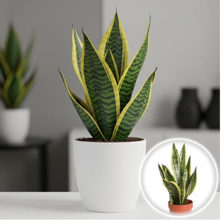 Limbra Soacrei - Sansevieria Futura Superb - 30cm (2L)